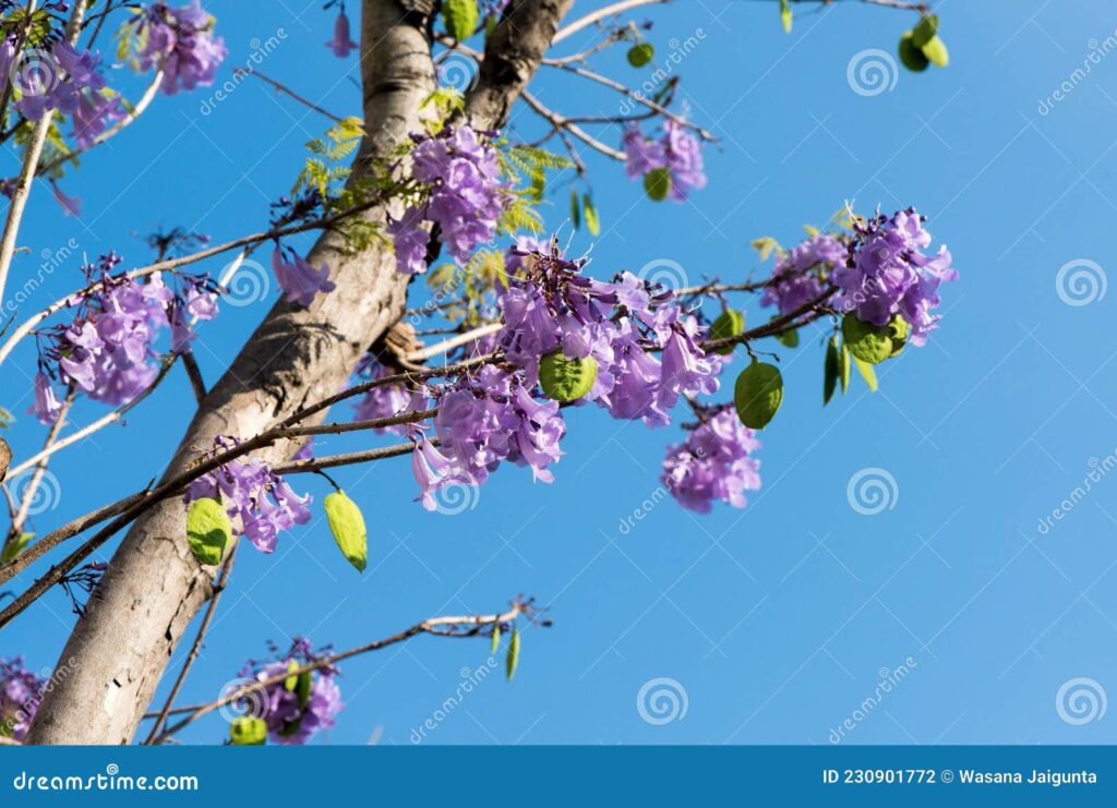 Jacaranda mimosifolia (árbol de ébano verde) Verdes